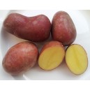 405040-aardappels-big-rossa
