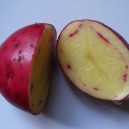 405050-aardappels-bonnie-dundee