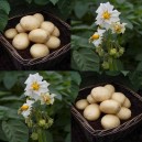 405060-aardappels-casablanca