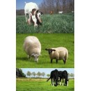 678200-paarden-geiten-schapenweide-horse-star