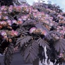 840100-perzische-zijdeboom-summer-chocolate
