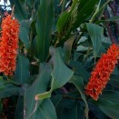 842815-sier-gember-assam-orange