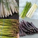 880014-uitverkoop-aspergeplanten
