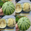 312080-watermeloenen-early-moonbeam