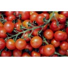 291680-kerstomaat-red-cherry