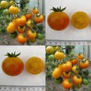 291730-pingpongtomaat-roze-quartz-orange-rose-quartz-orange
