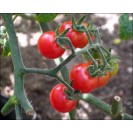 291810-kerstomaat-tomatito-jalapa