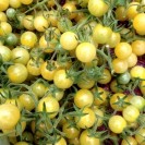 291846-kerstomaat-white-currant-coyote