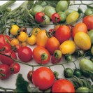 291850-kerstomaat-wilde-tomaten-mix