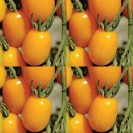 291870-kerstomaat-yellow-debut-f1-golden-sweet-f1