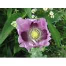 390150-blauwmaanzaad