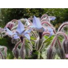 390300-borage