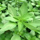 390950-jute-melokhia