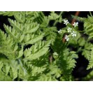 390990-kervel-brusselse-winter