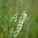 391200-honingklaver-witte-wit