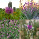 392040-prairie-purper