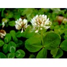 392300-witte-klaver-jura-haifa-merwi-bombus-apolo