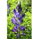 392900-blauwe-bittere-lupine-azuro-karo