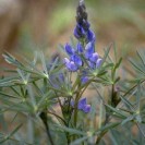 393000-blauwe-zoete-lupine-sonet-tango-prima-arabella-borlu-boruta-boregine
