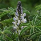 393450-zoete-witte-lupine-nelly-amiga-energy-celina