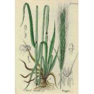 394580-winterrogge-dukato-elias-reetta-duoniai-dankowskie-rubin-admiraal-antoninskie