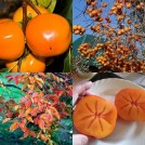 822405-kaki-hana-fuyu-yotsundani-giant-fuyu
