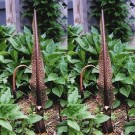 725800-sauromatum-venosum