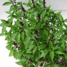 333510-heilige-basilicum-nicobar-green-tulsi