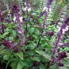 333630-kaneelbasilicum-cinamonette