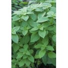 333645-basilicum-mrs-burns-selasih
