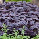 333730-basilicum-red-rubin-improved