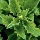333780-basilicum-serrata