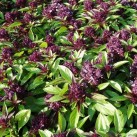 333800-basilicum-siam-queen