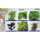 333900-basilicum-collectie-van-soorten