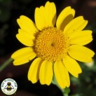 513640-chrysanthemum-segetum-gloria