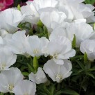 514050-clarkia-amoena-ssp-lindleyi-duchess-albany