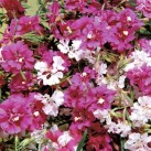 514100-clarkia-pulchella-arianne-mixed