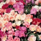 514170-clarkia-amoena-ssp-lindleyi-enkelbloemig-gemengd-dwarf-jewel-mixed