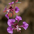 514180-clarkia-unguiculata