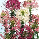 514200-cleome-hassleriana-colour-fountain-mixture