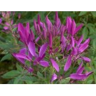514230-cleome-hassleriana-mauve-queen