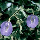 514371-clitoria-ternatea-pale-blue