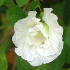 514376-clitoria-ternatea-double-white