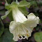 514380-cobaea-scandens-alba