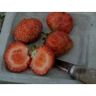 830440-tomatenaardbei-olifantenaardbei-madame-moutot-madame-kooi