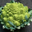 139400-bloemkool-romanesco