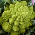 139420-bloemkool-romanescotype-veronica-f1-romanescotype