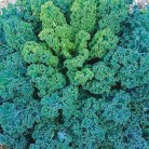 139850-boerenkool-blue-type-dwarf-blue-curled-vates