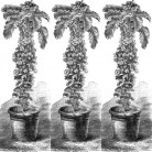 140400-boerenkool-mr-turner-cottager