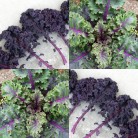140990-rode-boerenkool-curly-scarlet